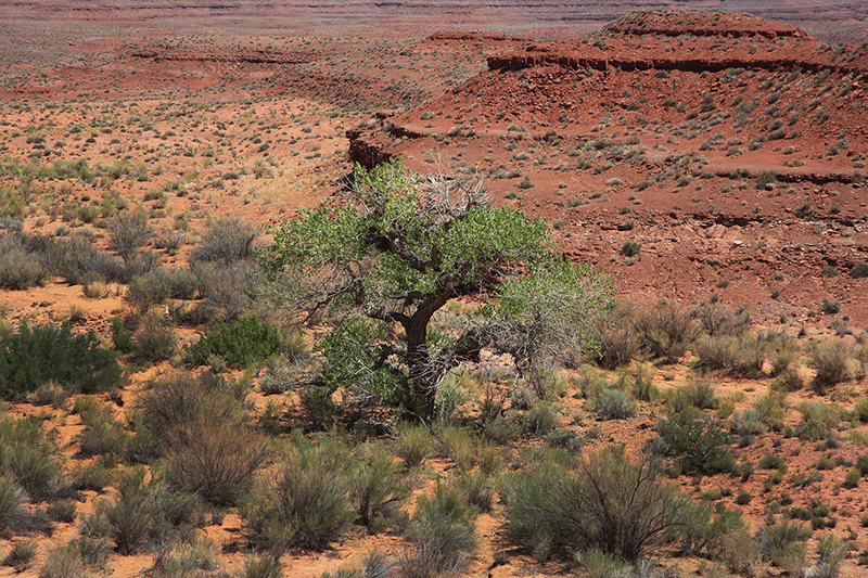 Valley of the Gods : Utah : Landscape Photos : Richard Moore : Photographer